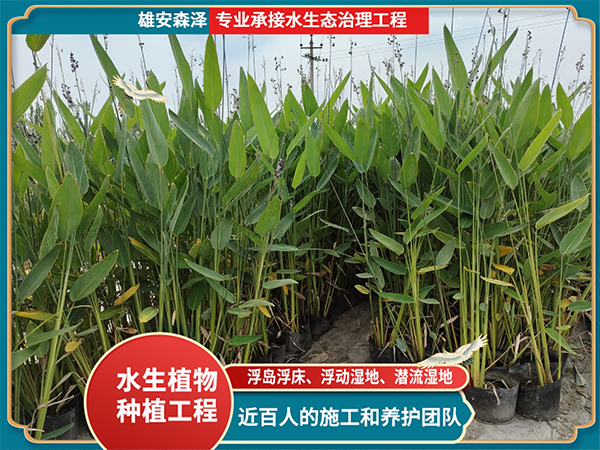 挺水植物种植基地